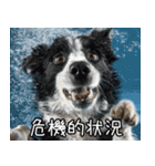 犬が言うから仕方ない。（個別スタンプ：27）