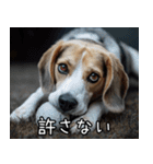 犬が言うから仕方ない。（個別スタンプ：28）