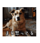犬が言うから仕方ない。（個別スタンプ：30）