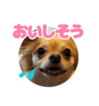 レオンとルーク【1】（個別スタンプ：6）