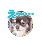 レオンとルーク【1】（個別スタンプ：16）