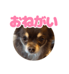 レオンとルーク【1】（個別スタンプ：22）