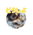 レオンとルーク【1】（個別スタンプ：30）