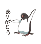 アデリーペンギンのまいにち（個別スタンプ：1）