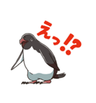 アデリーペンギンのまいにち（個別スタンプ：10）