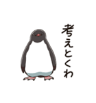 アデリーペンギンのまいにち（個別スタンプ：14）