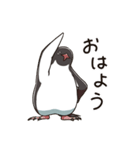 アデリーペンギンのまいにち（個別スタンプ：17）