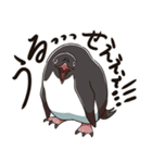 アデリーペンギンのまいにち（個別スタンプ：36）