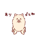 さいきょうのポメラニアン（個別スタンプ：1）