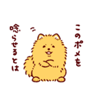 さいきょうのポメラニアン（個別スタンプ：5）