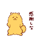 さいきょうのポメラニアン（個別スタンプ：19）
