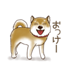 笑う門には♡柴犬さん【やや辛口】（個別スタンプ：1）
