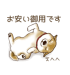 笑う門には♡柴犬さん【やや辛口】（個別スタンプ：3）