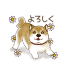 笑う門には♡柴犬さん【やや辛口】（個別スタンプ：5）