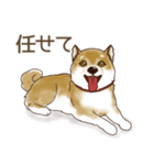 笑う門には♡柴犬さん【やや辛口】（個別スタンプ：6）