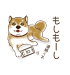 笑う門には♡柴犬さん【やや辛口】（個別スタンプ：13）