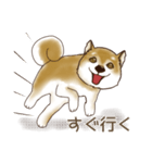 笑う門には♡柴犬さん【やや辛口】（個別スタンプ：19）