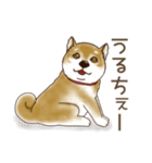 笑う門には♡柴犬さん【やや辛口】（個別スタンプ：21）