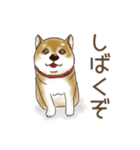 笑う門には♡柴犬さん【やや辛口】（個別スタンプ：22）