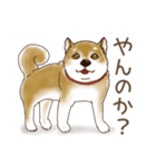 笑う門には♡柴犬さん【やや辛口】（個別スタンプ：24）