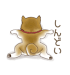 笑う門には♡柴犬さん【やや辛口】（個別スタンプ：30）