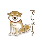 笑う門には♡柴犬さん【やや辛口】（個別スタンプ：34）