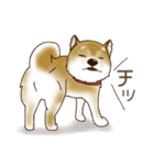 笑う門には♡柴犬さん【やや辛口】（個別スタンプ：37）