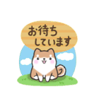 【大人の気遣い】敬語♡まるまる豆柴（個別スタンプ：24）