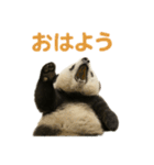 毎日使える♪ゆるっとパンダ（個別スタンプ：1）