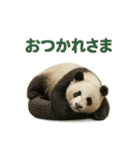 毎日使える♪ゆるっとパンダ（個別スタンプ：3）
