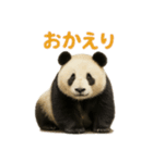 毎日使える♪ゆるっとパンダ（個別スタンプ：5）
