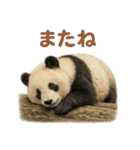 毎日使える♪ゆるっとパンダ（個別スタンプ：8）