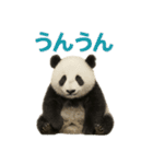 毎日使える♪ゆるっとパンダ（個別スタンプ：11）