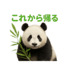 毎日使える♪ゆるっとパンダ（個別スタンプ：13）