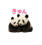 毎日使える♪ゆるっとパンダ（個別スタンプ：17）