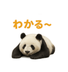 毎日使える♪ゆるっとパンダ（個別スタンプ：19）