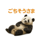 毎日使える♪ゆるっとパンダ（個別スタンプ：23）