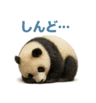 毎日使える♪ゆるっとパンダ（個別スタンプ：34）