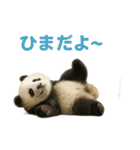 毎日使える♪ゆるっとパンダ（個別スタンプ：39）