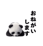 動く！パンダの日常（個別スタンプ：14）