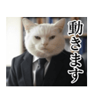 猫ミーム【毎日使える・スーツ猫・煽り】（個別スタンプ：5）