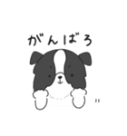 もふもふボーダーコリーの使えるスタンプ（個別スタンプ：21）