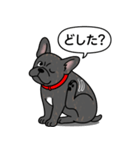 フレンチブルドッグ(タイガーブリンドル)（個別スタンプ：13）