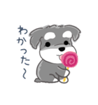 かわいいシュナ犬なんとなく動く（個別スタンプ：17）