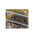 うさふぁみ（個別スタンプ：6）