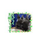 うさふぁみ（個別スタンプ：11）
