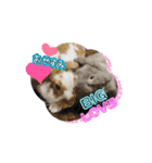 うさふぁみ（個別スタンプ：12）