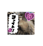 うさふぁみ（個別スタンプ：13）