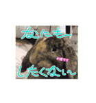 うさふぁみ（個別スタンプ：14）
