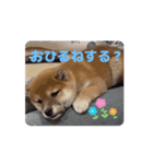 柴犬こまちゃむ2（個別スタンプ：3）